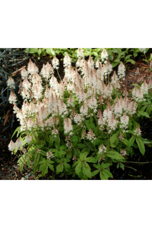 tiarella