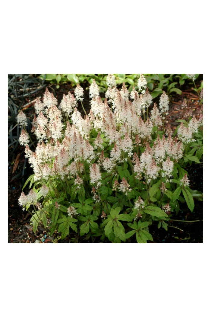 tiarella