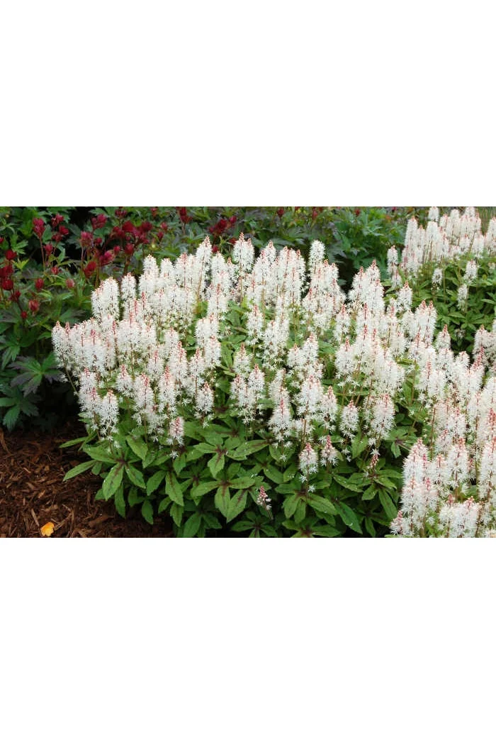tiarella
