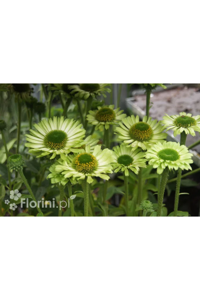 Jeżówka 'Green Jewel' | Echinacea