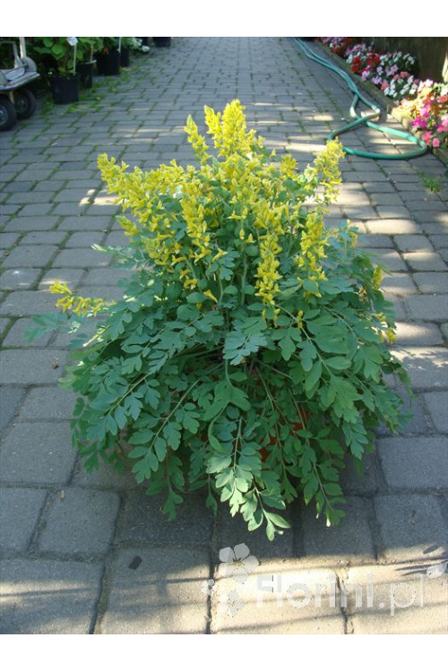 Kokorycz 'Canary Feathers' Corydalis