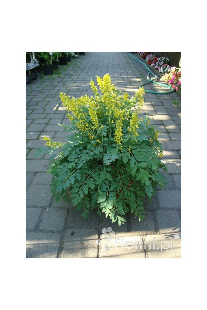 Kokorycz 'Canary Feathers' Corydalis