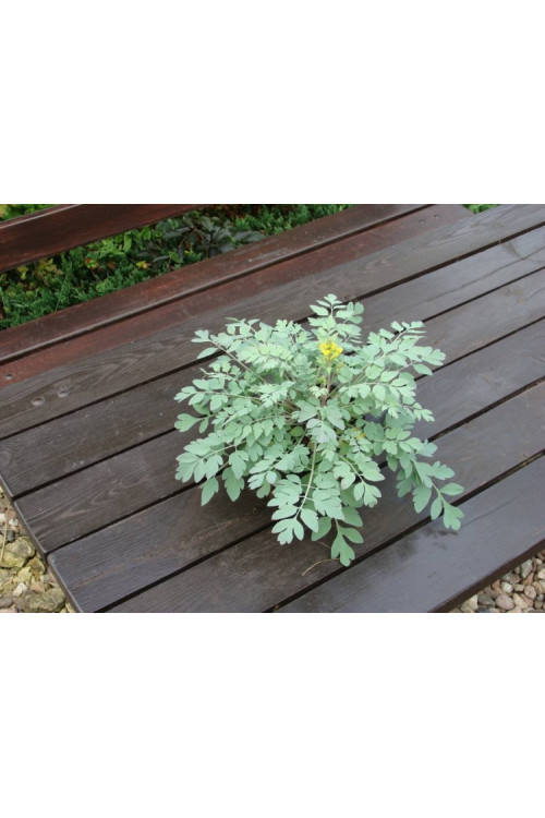 Kokorycz 'Canary Feathers' Corydalis