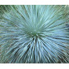 Juka Sapphire Skies Yucca rostrata