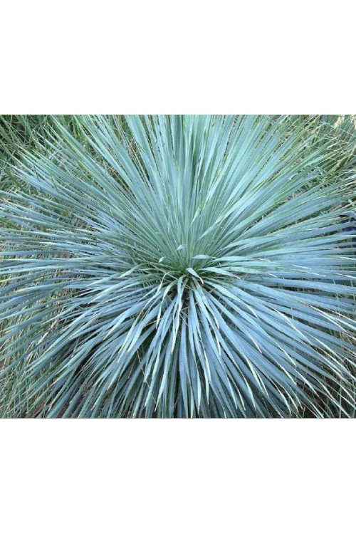 Juka Sapphire Skies Yucca rostrata