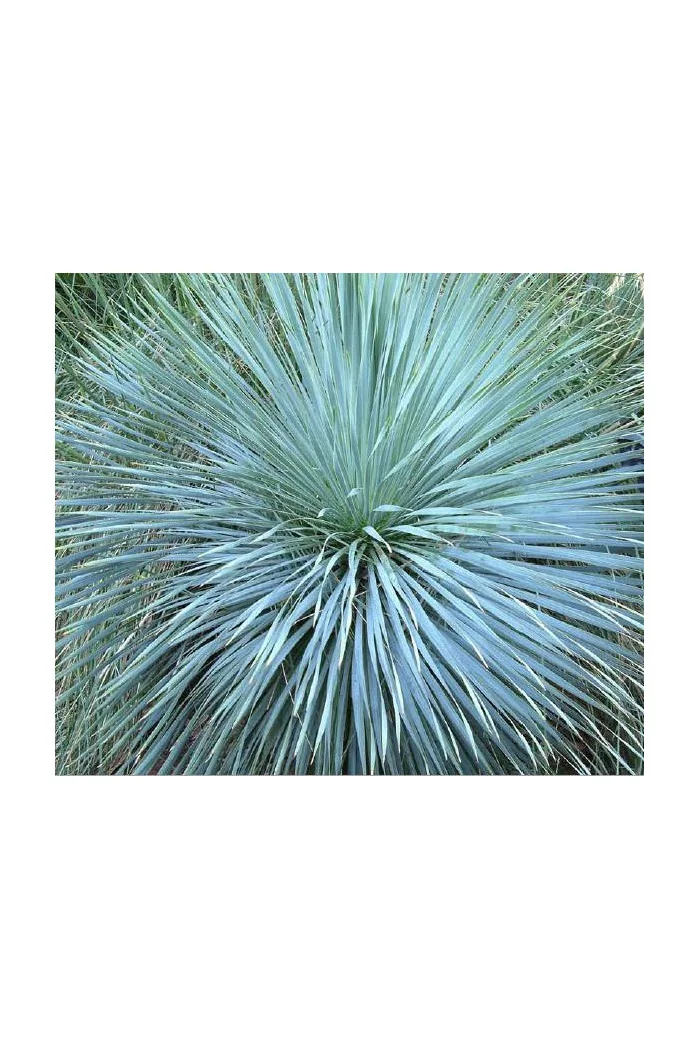 Juka Sapphire Skies Yucca rostrata