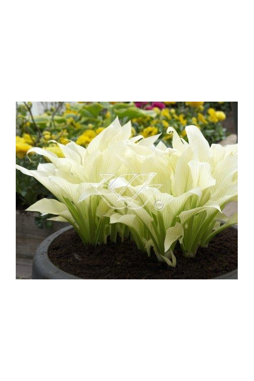 Funkia 'White Feather' | Hosta