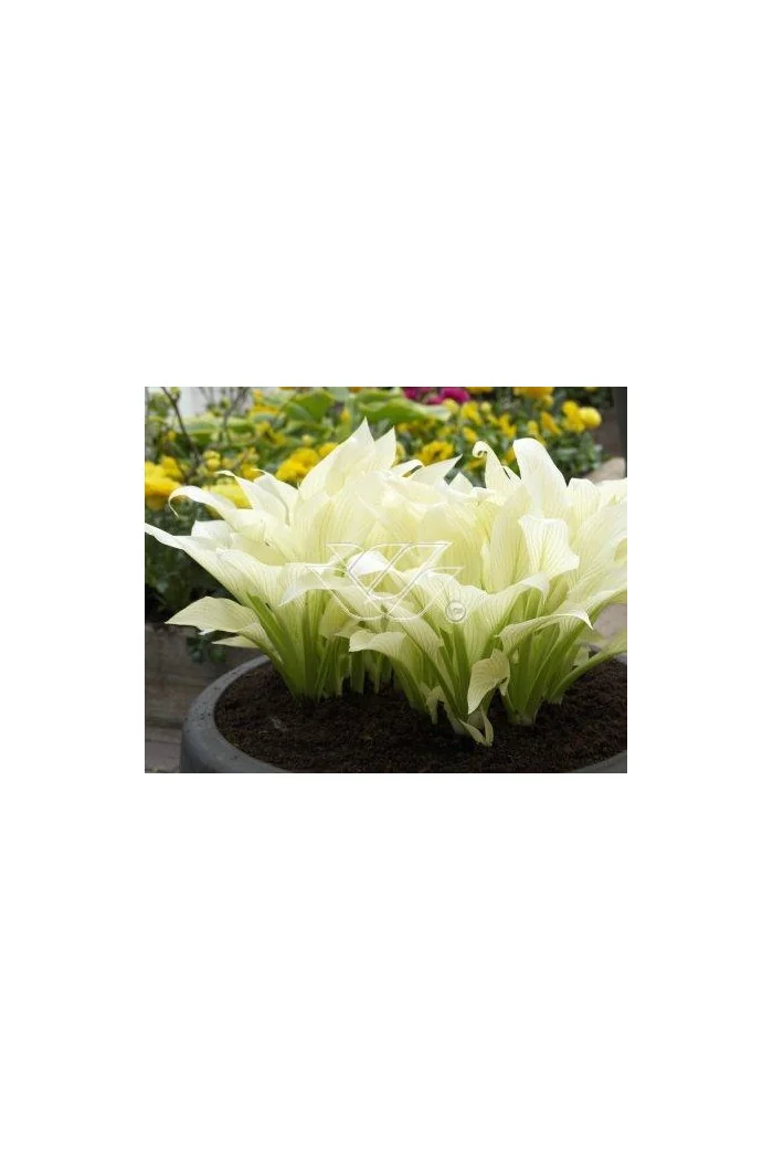 Funkia 'White Feather' | Hosta