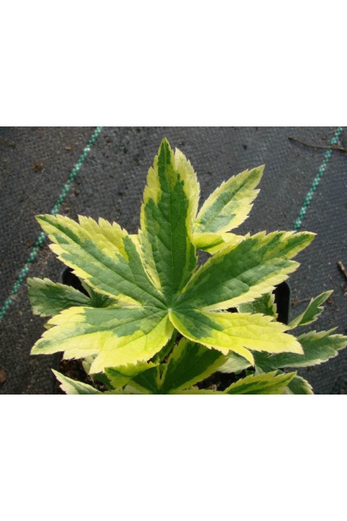 Jarzmianka większa 'Sunningdale Variegated' Astrantia major