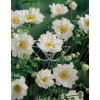 Zawilec japoński 'Whirlwind' | Anemone japonica