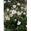 Zawilec japoński 'Whirlwind' | Anemone japonica