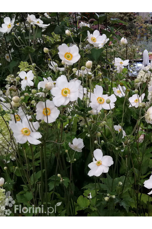Zawilec japoński 'Whirlwind' | Anemone japonica