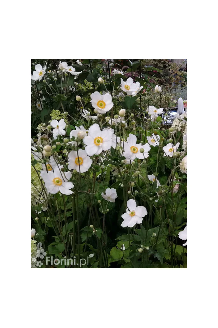 Zawilec japoński 'Whirlwind' | Anemone japonica