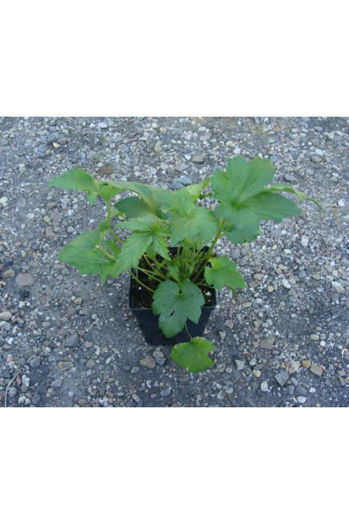 Zawilec japoński 'Andrea Atkinson' |Anemone hupehensis