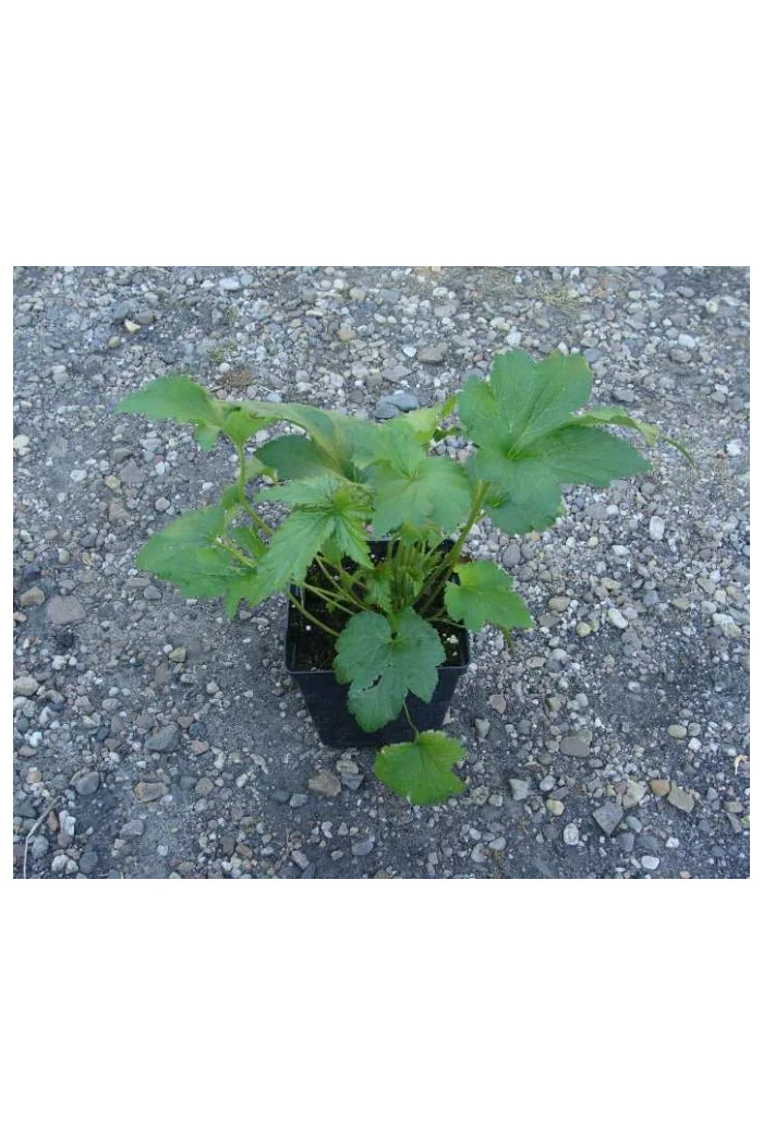 Zawilec japoński 'Andrea Atkinson' |Anemone hupehensis