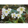 Ciemiernik biały 'White January' Helleborus niger