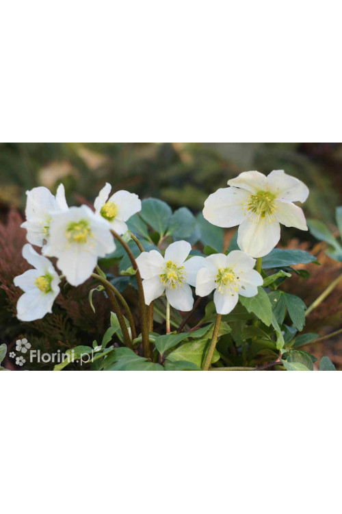 Ciemiernik biały 'White January' Helleborus niger
