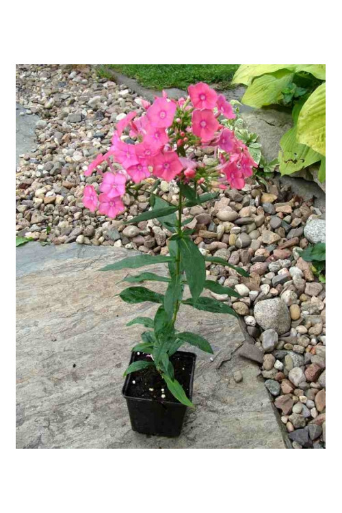 Floks wiechowaty 'Windsor' Phlox panniculata