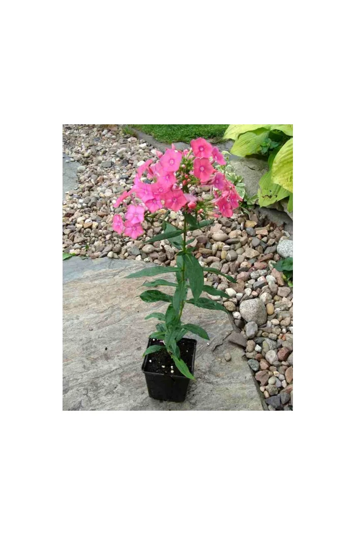 Floks wiechowaty 'Windsor' Phlox panniculata