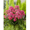 Floks wiechowaty 'Coral Flame' | Phlox panniculata