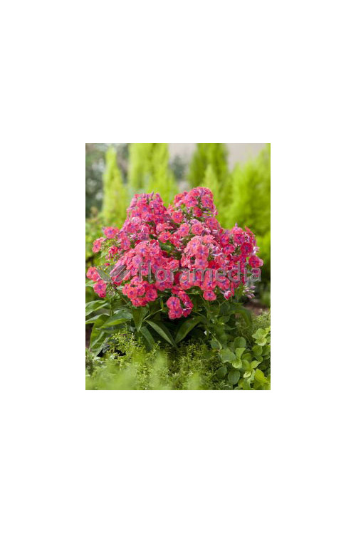 Floks wiechowaty 'Coral Flame' | Phlox panniculata
