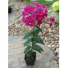 Floks wiechowaty 'Red Fire' Phlox panniculata