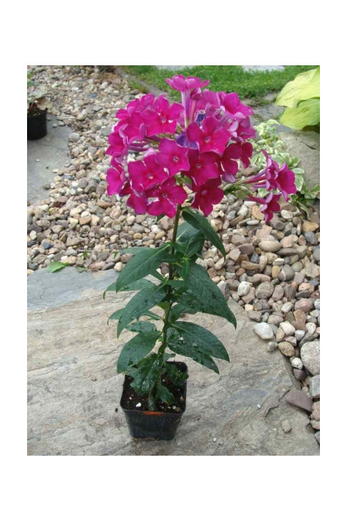 Floks wiechowaty 'Red Fire' Phlox panniculata