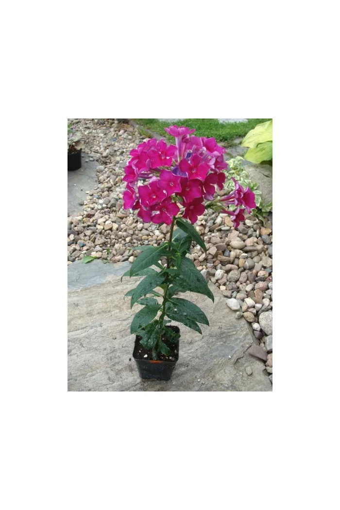 Floks wiechowaty 'Red Fire' Phlox panniculata