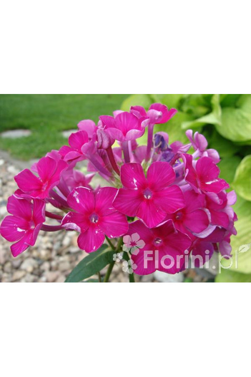 Floks wiechowaty 'Red Fire' Phlox panniculata