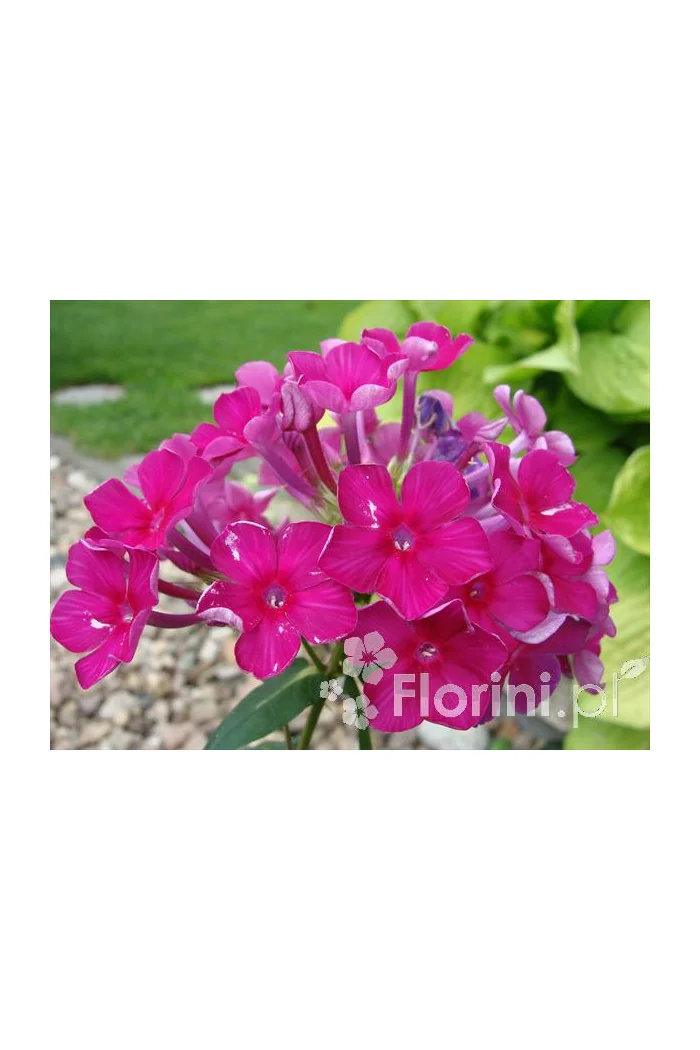 Floks wiechowaty 'Red Fire' Phlox panniculata