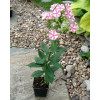 Floks wiechowaty 'Peppermint Twist' Phlox panniculata