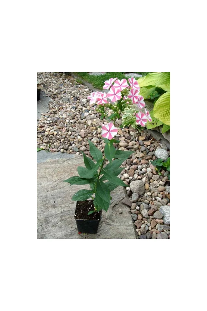 Floks wiechowaty 'Peppermint Twist' Phlox panniculata