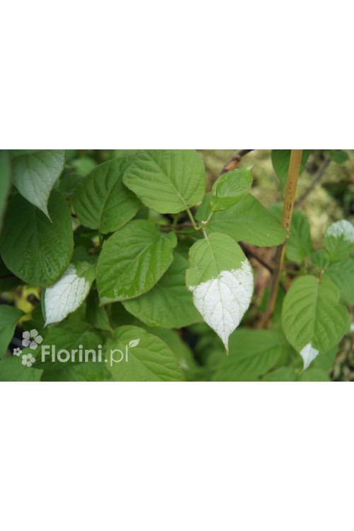 Aktinidia pstrolistna | Actinidia kolomikta