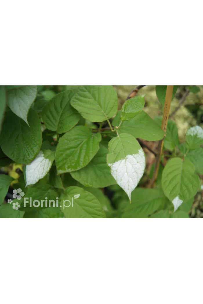 Aktinidia pstrolistna | Actinidia kolomikta