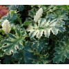 Akant 'Whitewater' | Acanthus mollis