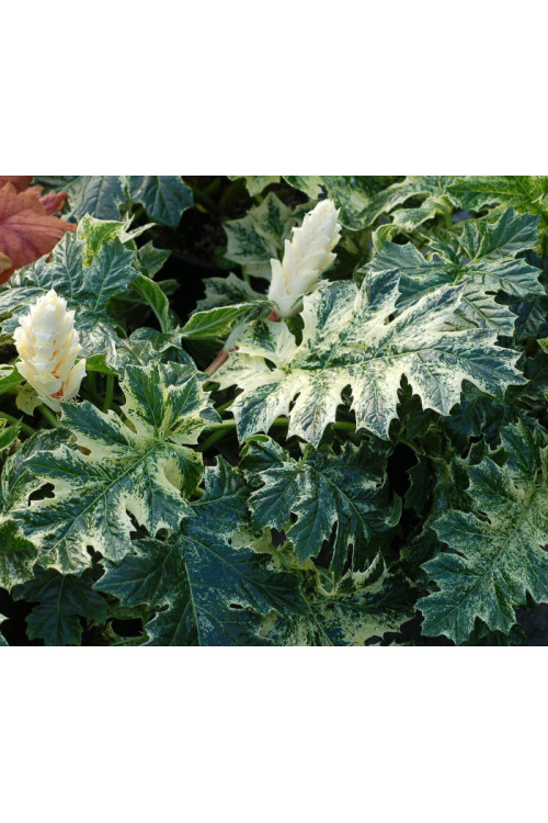 Akant 'Whitewater' | Acanthus mollis