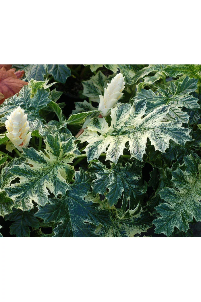 Akant 'Whitewater' | Acanthus mollis