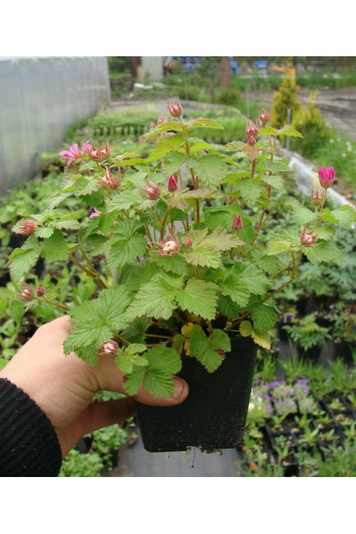 Jeżyna arktyczna (Malina tekszla) Rubus arcticus