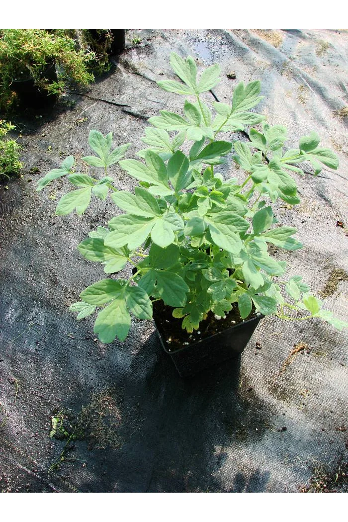 Serduszka okazała 'Alba' | Dicentra spectabilis