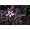 Bez czarny 'Purpurea' Sambucus nigra