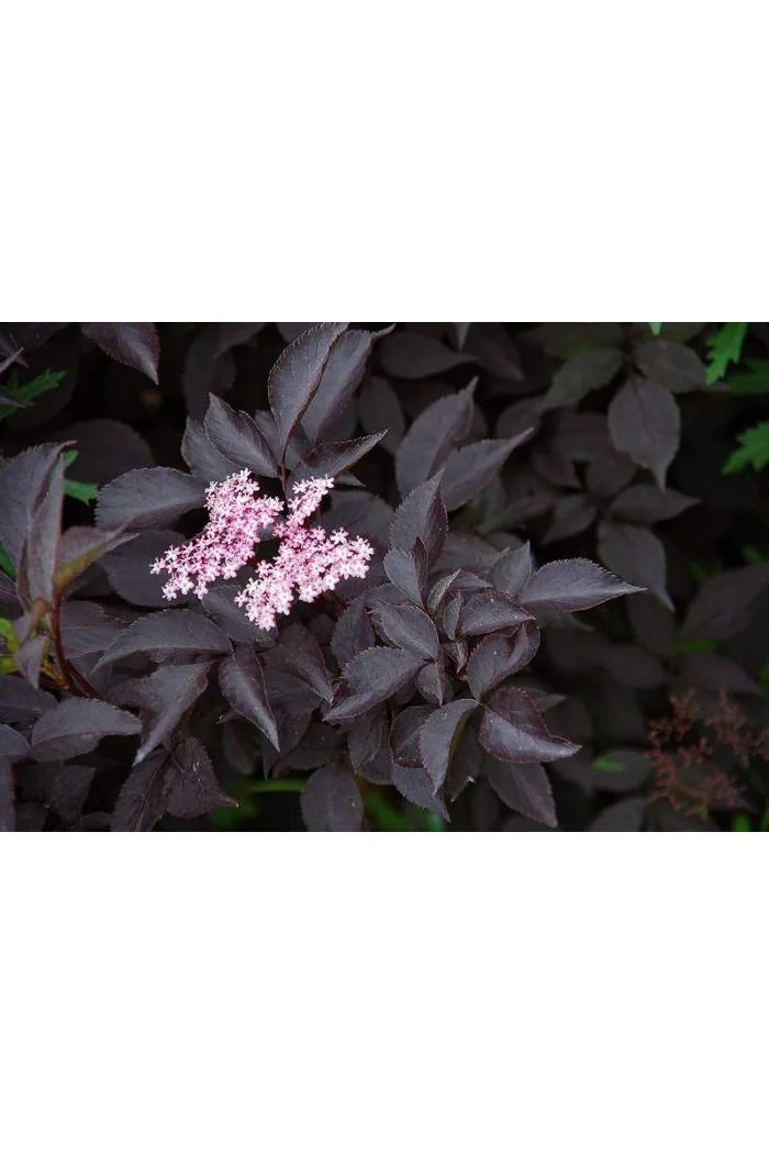 Bez czarny 'Purpurea' Sambucus nigra