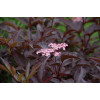 Bez czarny 'Purpurea' Sambucus nigra