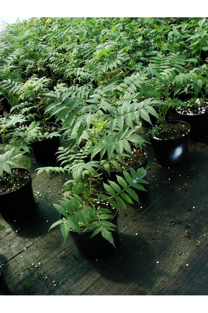 tawlina, tawlina sem, sorbaria