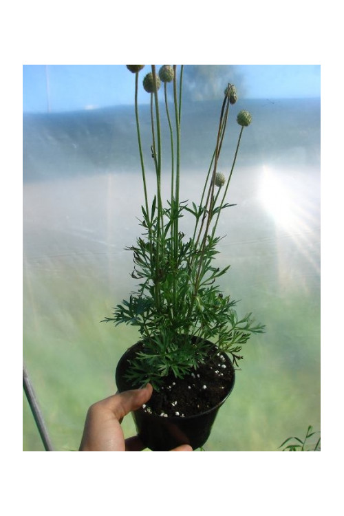 Zawilec wielosieczny 'Anabella White' Anemone multifida