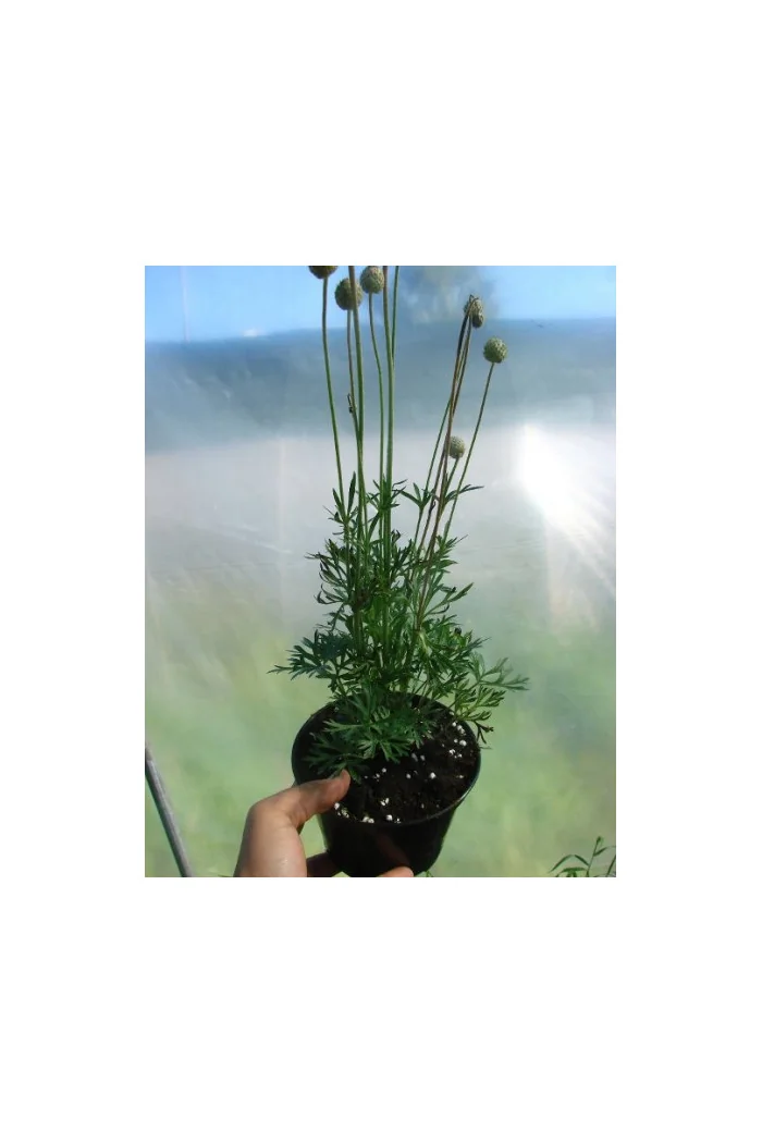 Zawilec wielosieczny 'Anabella White' Anemone multifida