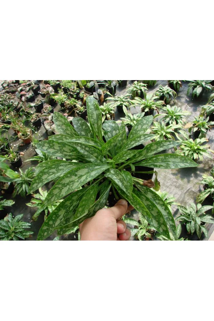 Miodunka 'Bubble Gum' Pulmonaria