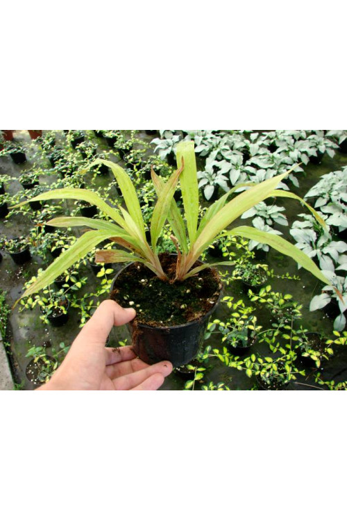 Turzyca rzędowa 'Lemon Zest' | Carex siderosticha