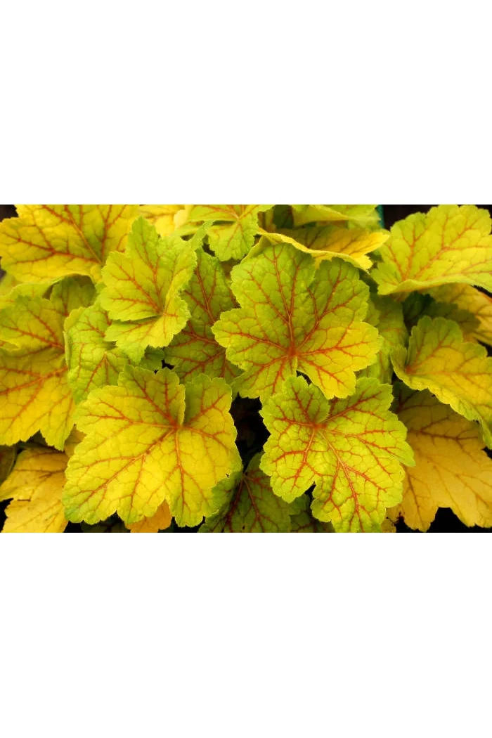 Żurawka 'Electra' | Heuchera