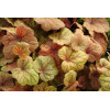 Żurawka 'Electra' | Heuchera