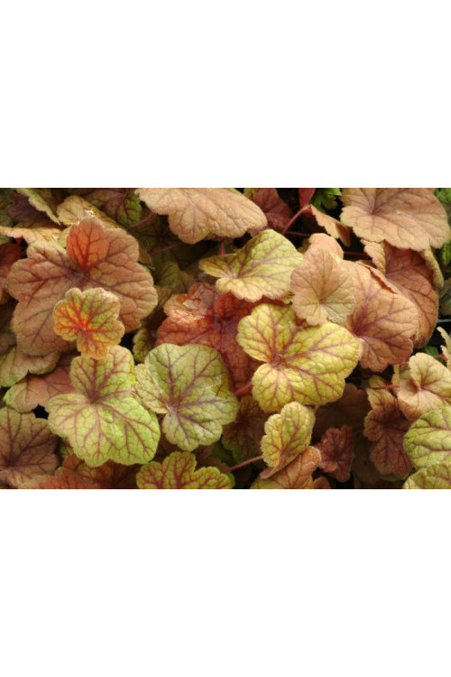 Żurawka 'Electra' | Heuchera